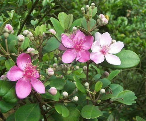 桃金娘可以人工種植嗎？桃金娘種植方法是什么？