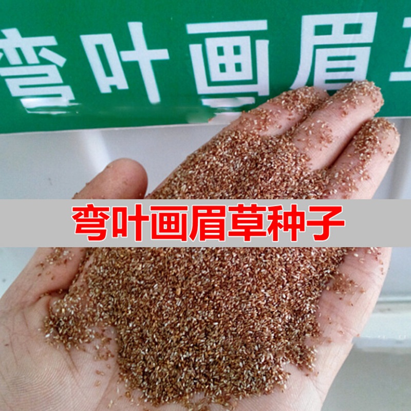 觀賞草坪種子——彎葉畫眉草