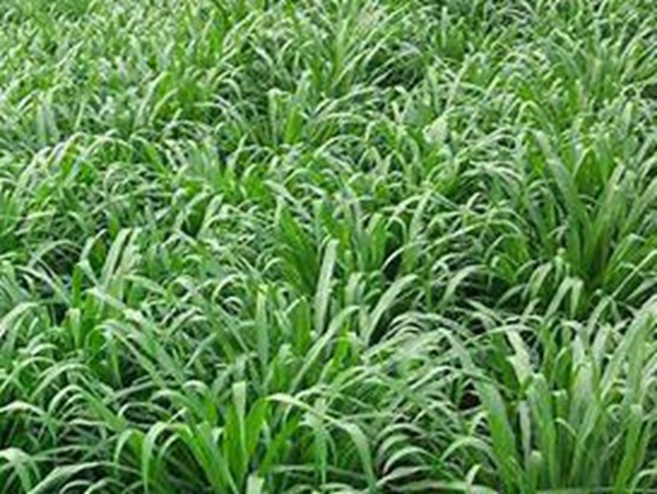 牧草要怎么種植比較好，有什么好的方法？