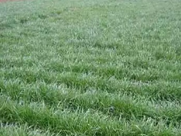 黑麥草什么時(shí)候種植比較好？如何種植黑麥草？