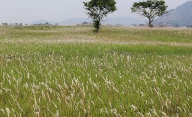 鹽堿地優良牧草種子——堿茅