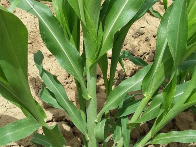 墨西哥飼用玉米種植有何技術特點？