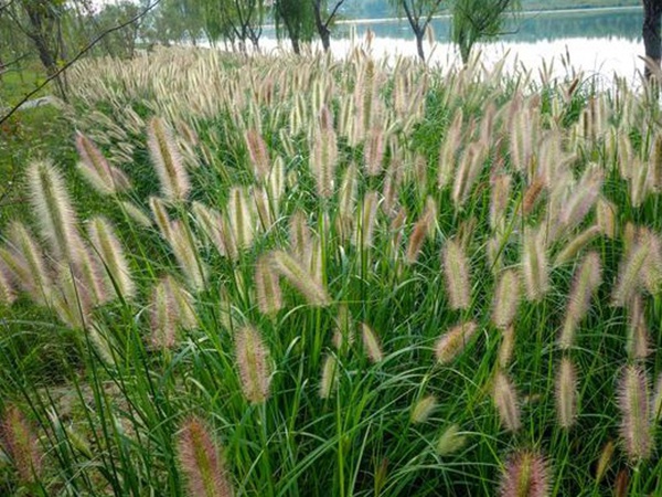 種植牧草需要注意的地方有很多，需要注意什么？