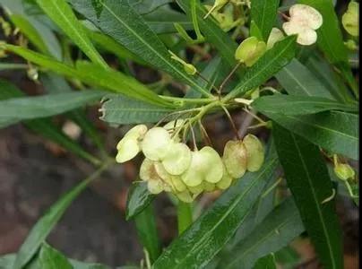 車桑子繁殖方式以及主要經(jīng)濟價值