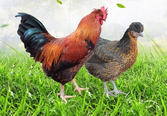 養殖戶注意了，土雞愛吃的八大牧草，有什么需要注意的？