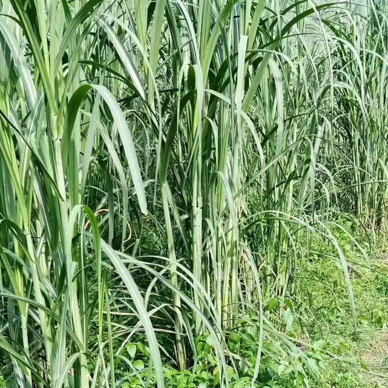 喂兔最佳牧草——甜象草簡單介紹