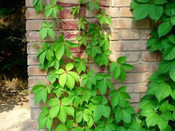 爬山虎種植方法與播種前應(yīng)該如何準(zhǔn)備