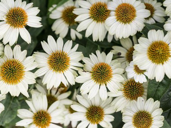 串葉松香飼用價值及方法以及播種技術