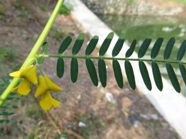 田菁的栽培技術(shù)以及管理方法