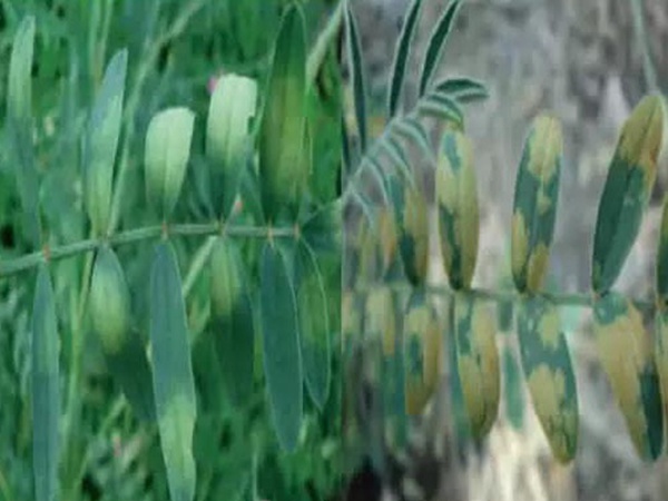 紅豆草莖點霉葉斑病及其防治