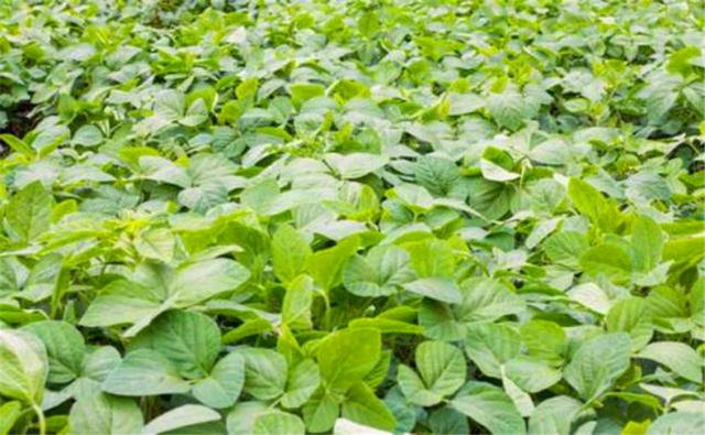 種植黑豆時，掌握技術方法產(chǎn)量能提升