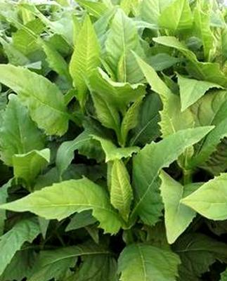 優(yōu)質高產(chǎn)牧草——串葉松香草的種植方法