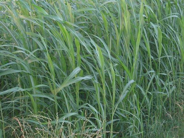 蘇丹草的主要特性與管理要點