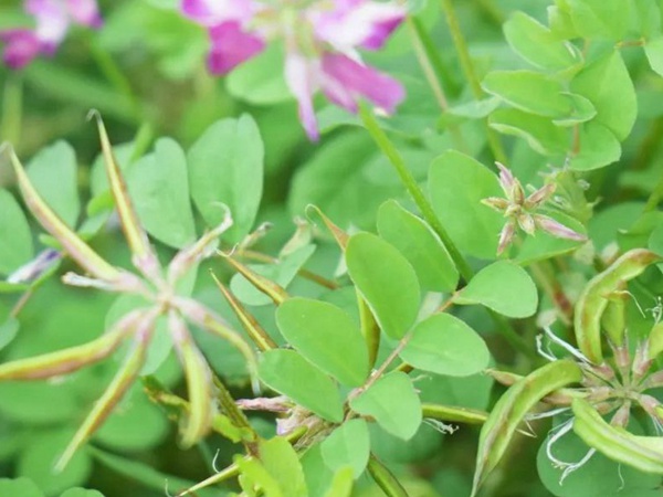 “草籽花”紫云英——滿滿的美好回憶