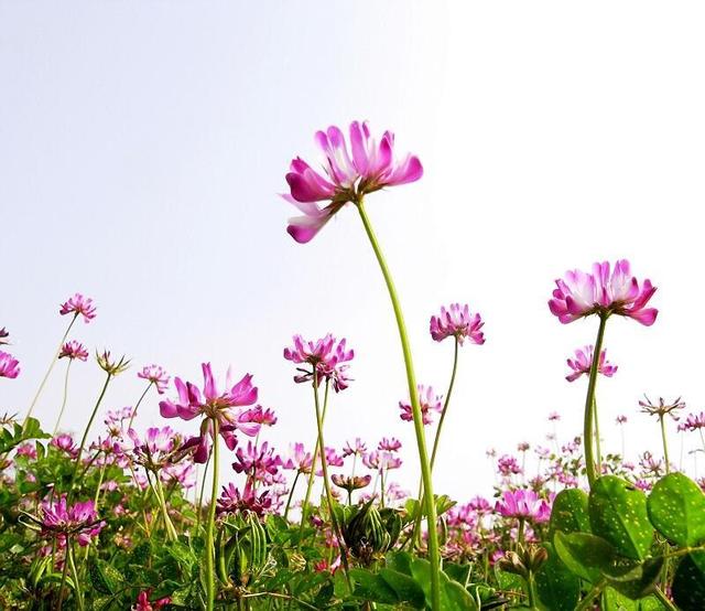 紫云英的生長環境和繁殖方法有什么要求 紫云英的生長環境和繁殖方法有什么要求