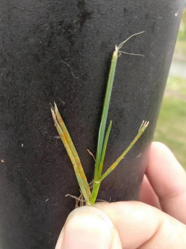 園林植保︱草坪銹病的發生及如何防治