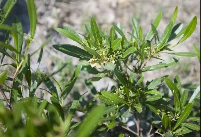 車桑子繁殖方式以及主要經(jīng)濟價值