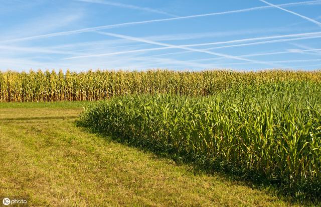 牛羊愛吃的蘇丹草，獲得高產(chǎn)量牧草需要這樣種植