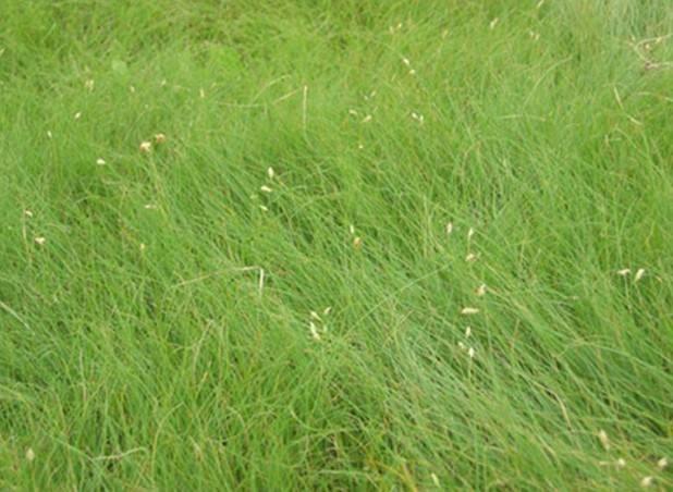 野牛草優(yōu)點優(yōu)勢有哪些，野牛草有著非常不錯的經(jīng)濟價值