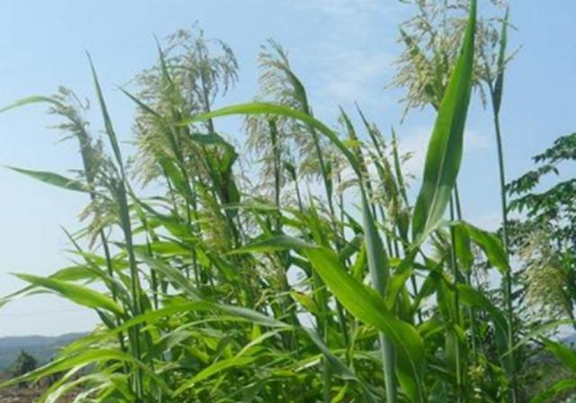甜高梁種植技巧是什么，如何產量高