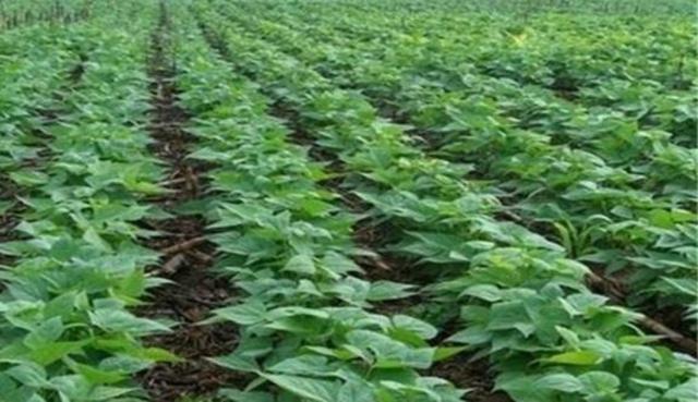 黑豆怎么樣種植？如何提高黑豆高產量？