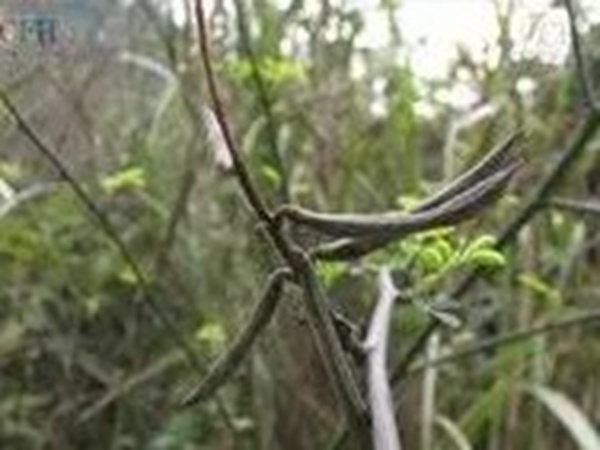 衣物上的豆科植物---馬棘基本介紹