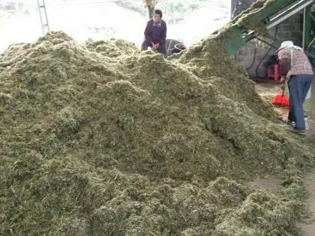 新型皇竹草牧草兩種發酵方法——發酵生物飼料與青貯飼料