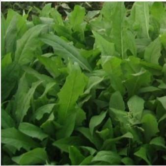 飼料牧草，苦荬菜的詳情介紹