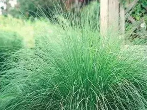 不同氣候地區怎么選擇綠化草種？有什么好的方法？