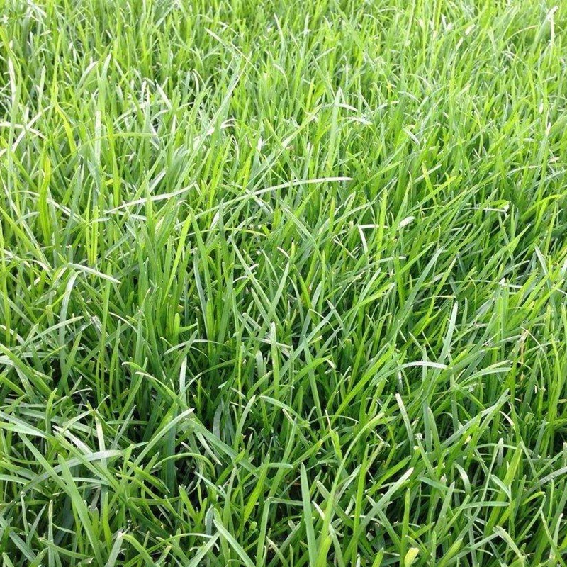 早熟禾草坪雜草發(fā)生規(guī)律及處理方案！