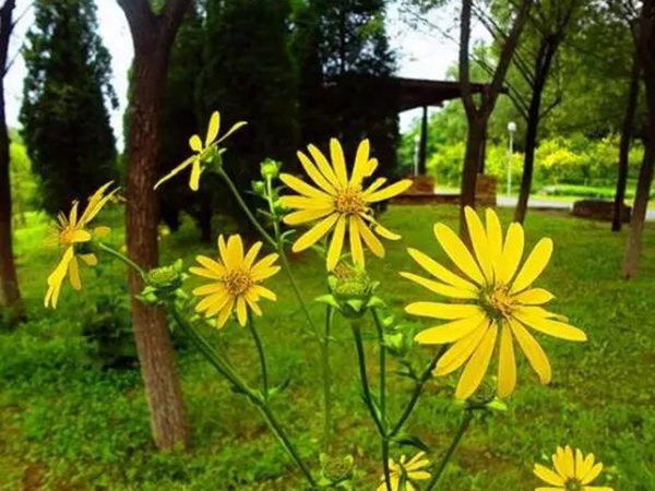 串葉松香草的種植方法，如何種植比較合適？