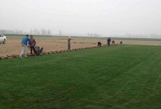 百慕大草坪經(jīng)濟價值以及播種管理技術(shù)