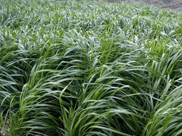 一年生黑麥草播種方法以及如何利用