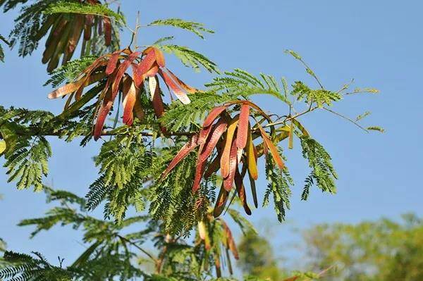 賞花——【銀合歡】主要價值