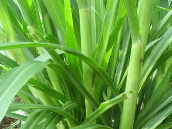 最適合養(yǎng)牛的四種牧草有哪些