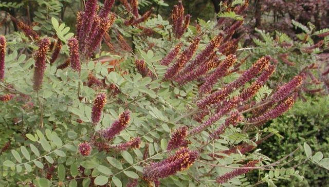 常見綠化護坡品種——紫穗槐經濟價值