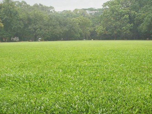 堿茅草種子多久能發芽，播種方法是什么？