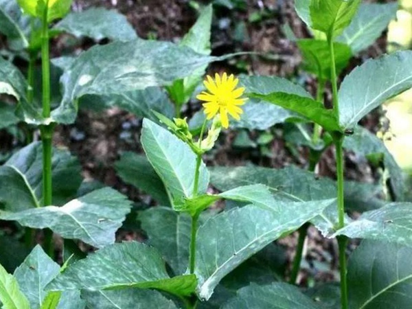 串葉松香草人工種植的時候怎么樣能高產？
