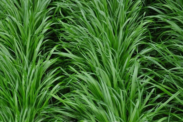 黑麥草什么時(shí)候種植比較好？如何種植黑麥草？