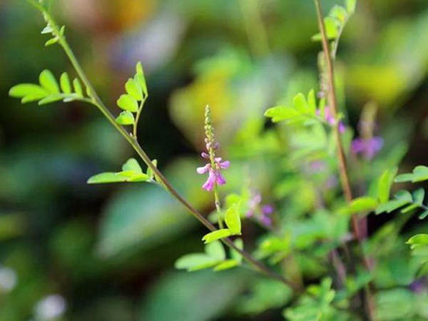 「每日一植」馬棘植物形態(tài)以及生長(zhǎng)環(huán)境