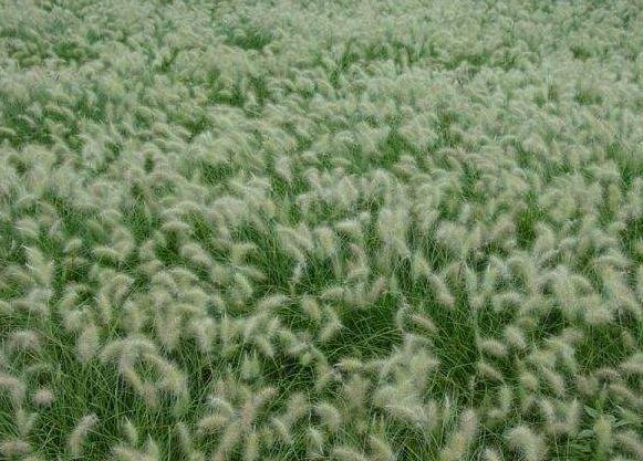 狗尾巴草用途居然還有這么多的