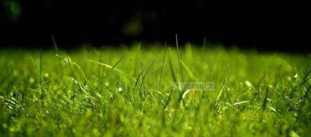 百慕大草坪經(jīng)濟價值以及播種管理技術(shù)