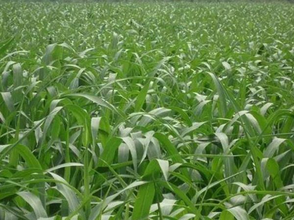 蘇丹草介紹以及主要價(jià)值，生長(zhǎng)速度