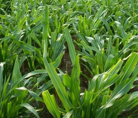 有一種草叫墨西哥玉米草，最適合農村養殖戶種植