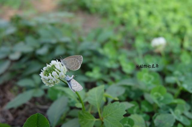 白三葉草，不但栽培，觀賞期長，管理方法簡單而且花繁葉茂