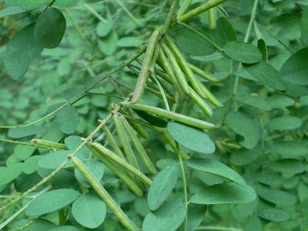 馬棘種子去哪買比較好？馬棘種子育苗方法有什么？