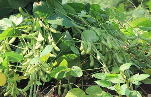 黑豆如何種植？種植方法是什么？有什么需要注意的？