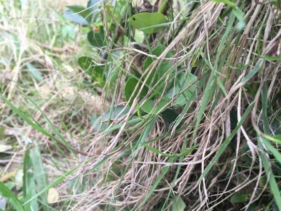 生命力頑強的草，它的名字盡然叫“狗牙根”