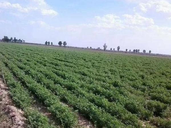 紫花苜蓿的種植技術與田間管理