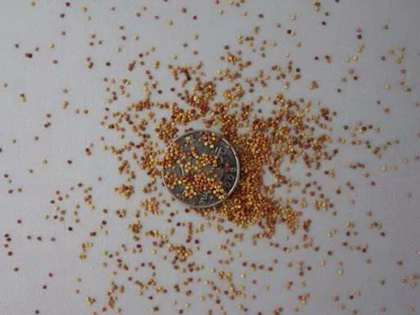 種植白三葉種子需要幾個步驟